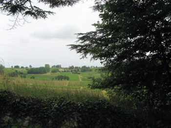 A vineyard in Provence seen from the road, while on the motorcycle